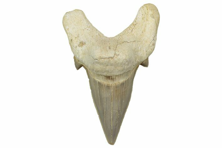 Large, Fossil Shark Tooth (Otodus) - Morocco #353449